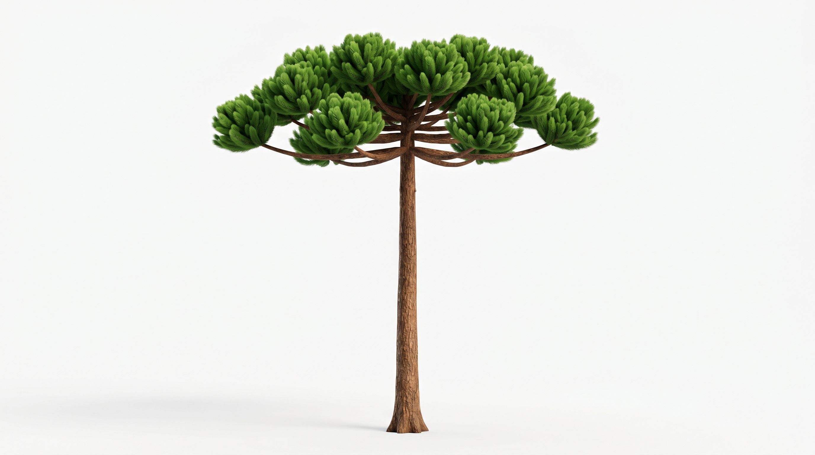 Araucaria